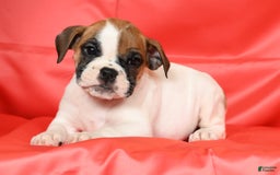 Beabull dogs for sale: Kaitlyn - Image 8