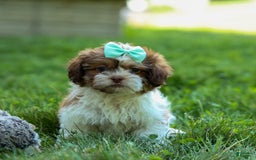 Shih Tzu dogs for sale: Rusty - Image 14