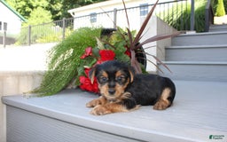 Yorkshire Terrier dogs for sale: Tucker - Image 11