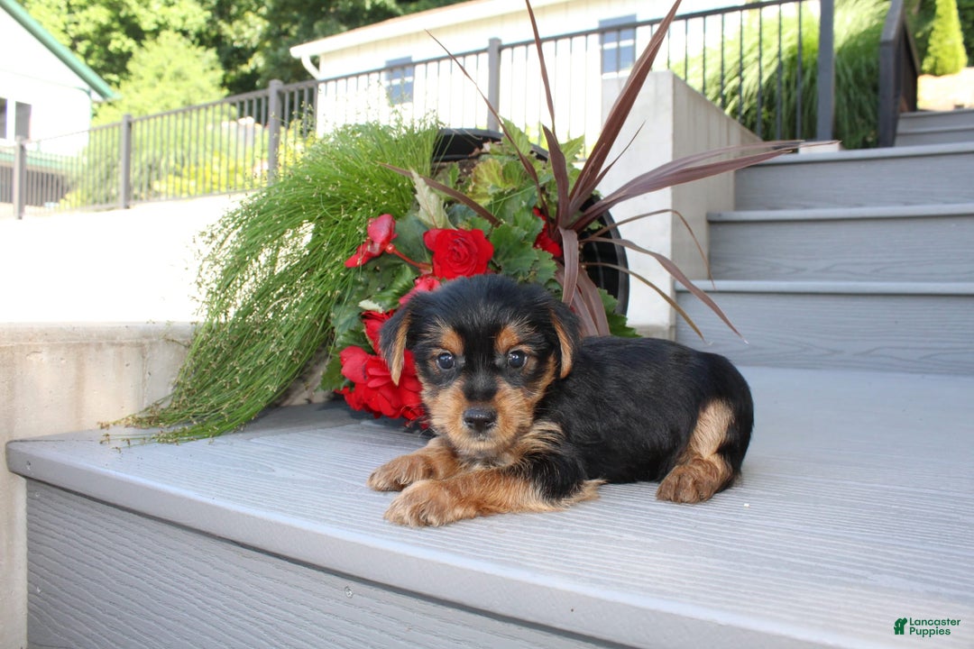 Yorkshire Terrier dogs for sale: Tucker - Image 11