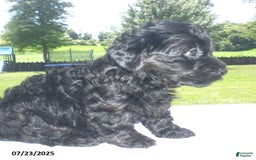 Yorkiepoo dogs for sale: Mack - Image 4