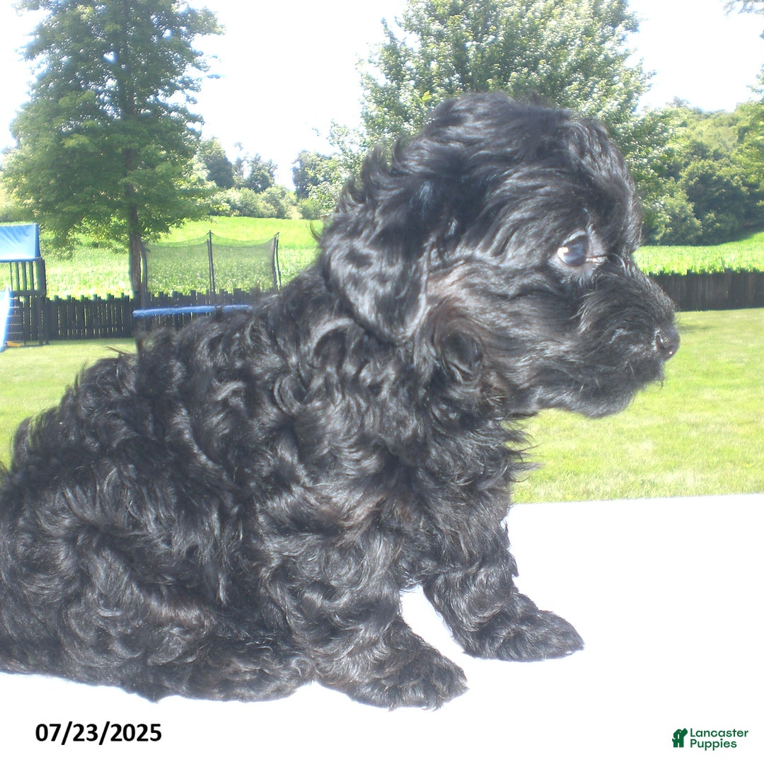 Yorkiepoo dogs for sale: Mack - Image 4