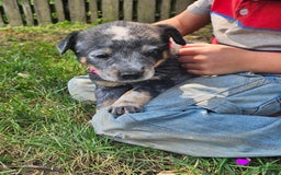 Australian Cattle Dog dogs for sale: Daisy - Image 3