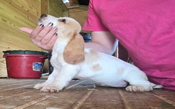 Basset Hound dogs for sale: Bonnie - Image 2