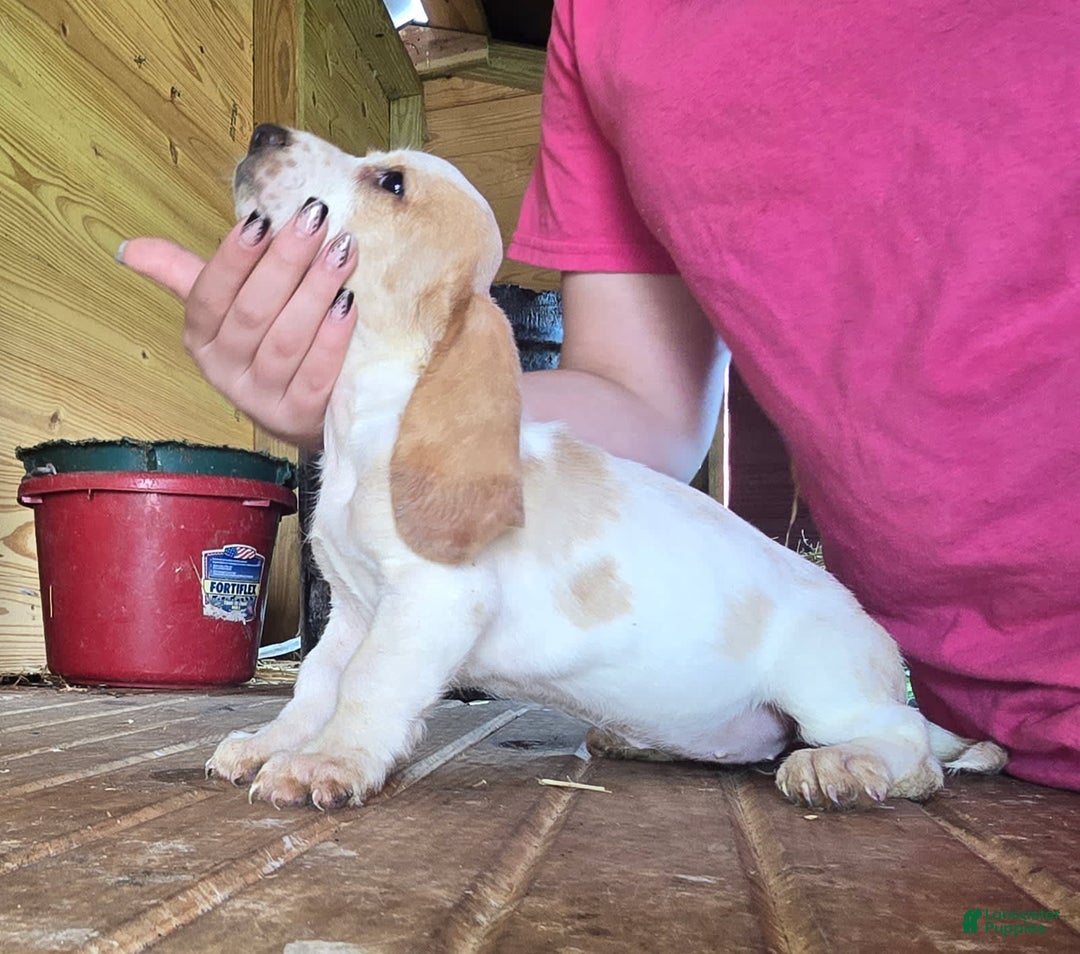 Basset Hound dogs for sale: Bonnie - Image 2