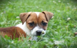 Jack Russell Terrier dogs for sale: Jamie - Image 4