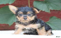 Yorkshire Terrier dogs for sale: Marty - Image 1