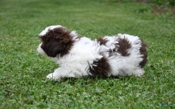 Teddy Bear dogs for sale: Addison - Image 4