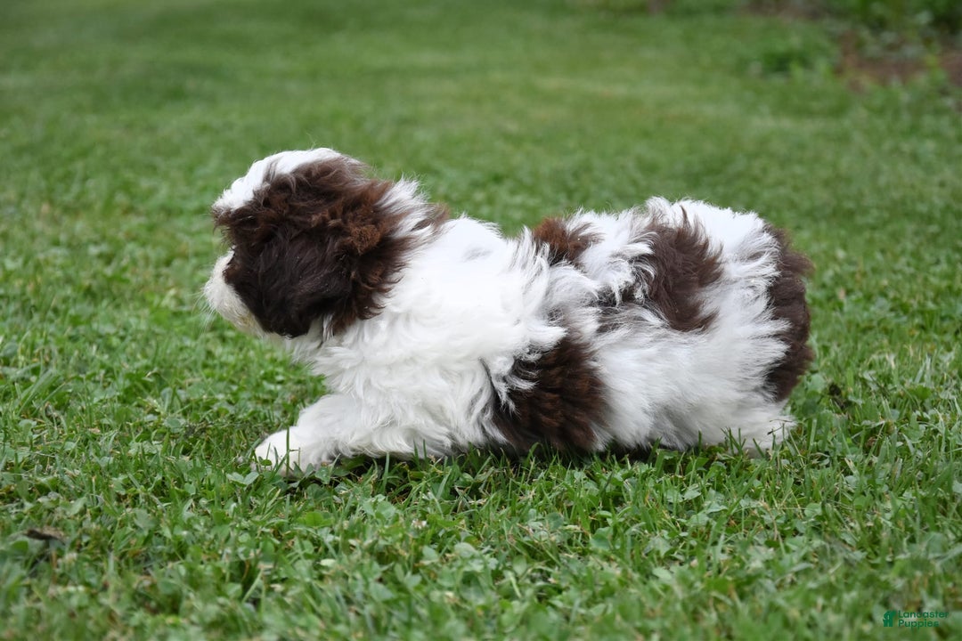 Teddy Bear dogs for sale: Addison - Image 4