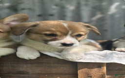 Welsh Corgi Pembroke dogs for sale: Hickem - Image 1