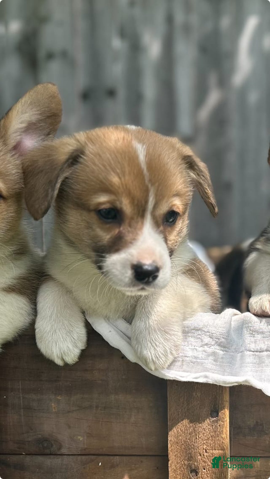Welsh Corgi Pembroke dogs for sale: Hickem - Image 1