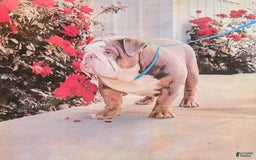 English Bulldog dogs for sale: Bonnie - Image 7