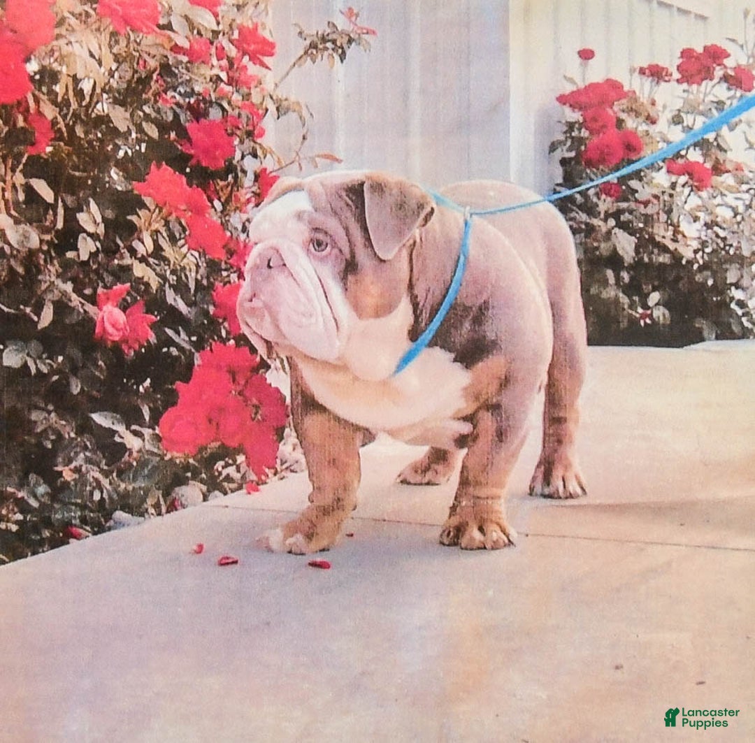 English Bulldog dogs for sale: Bonnie - Image 7