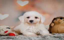 Bichon Frise dogs for sale: Bobby - Image 7