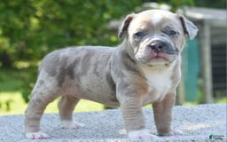Olde English Bulldogge dogs for sale: Rosie Mini Bulldogge - Image 13