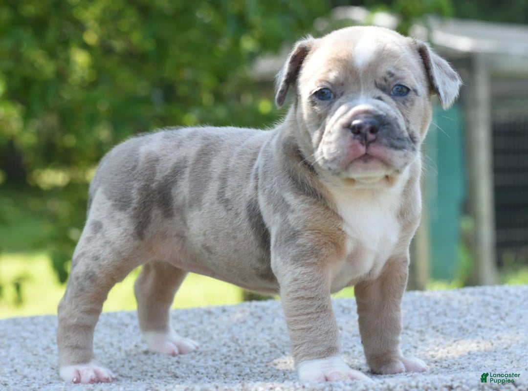 Olde English Bulldogge dogs for sale: Rosie Mini Bulldogge - Image 13