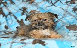 Shorkie dogs for sale: Hudson - Image 14