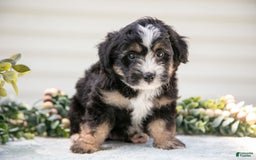 Mini Aussiedoodle dogs for sale: Rover - Image 5