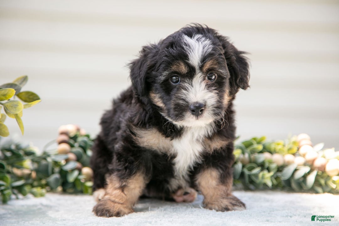 Mini Aussiedoodle dogs for sale: Rover - Image 5