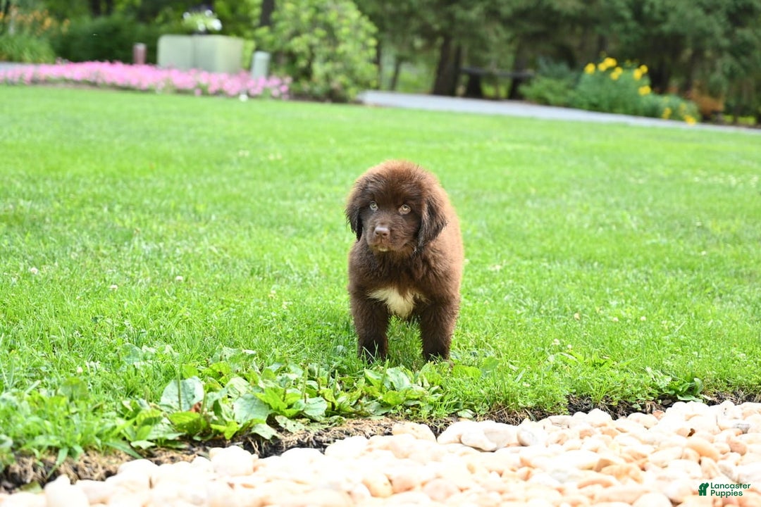 Newfoundland dogs for sale: Bella - Image 7