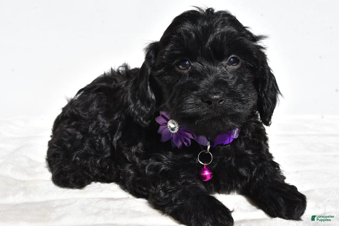Cockapoo dogs for sale: Sasha - Image 6