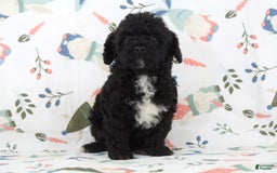 Toy Poodle dogs for sale: Brody - Image 1