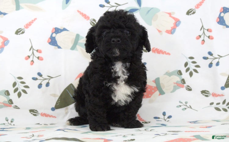Toy Poodle dogs for sale - Ad 1