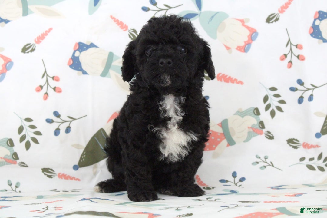 Toy Poodle dogs for sale: Brody - Image 1