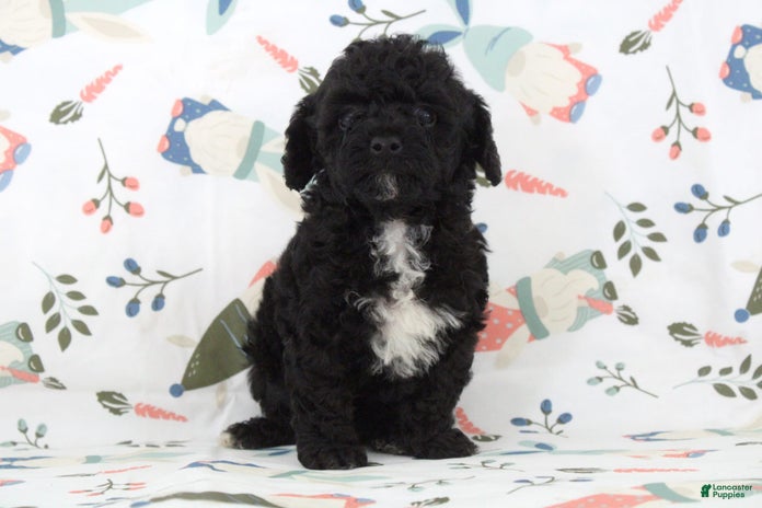 Toy Poodle dogs for sale - Ad 1