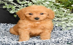 Mini Goldendoodle dogs for sale: Queenie - Image 2