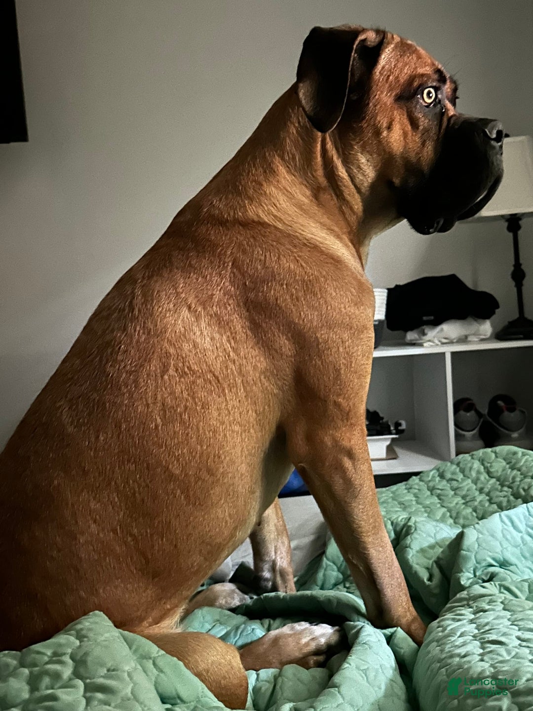 Cane Corso dogs for sale: Creasy - Image 3