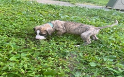 Great Dane dogs for sale: Doodle - Image 4