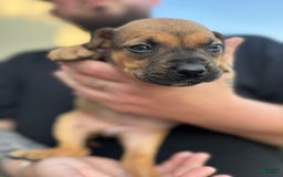 American Pit Bull Terrier dogs for sale: Rose - Image 3