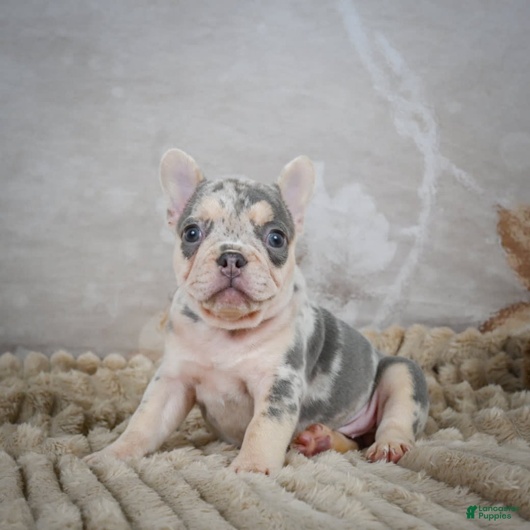 French Bulldog dogs for sale: Remi - Image 4