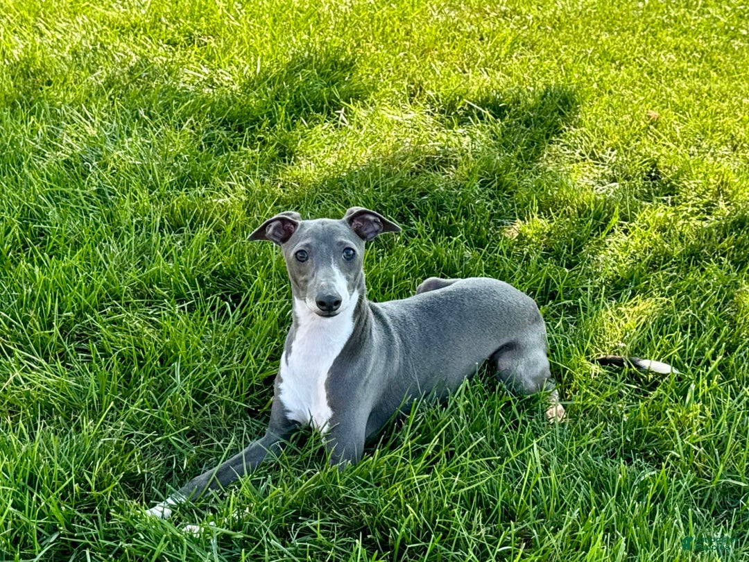Italian Greyhound dogs for sale: KK - Image 10