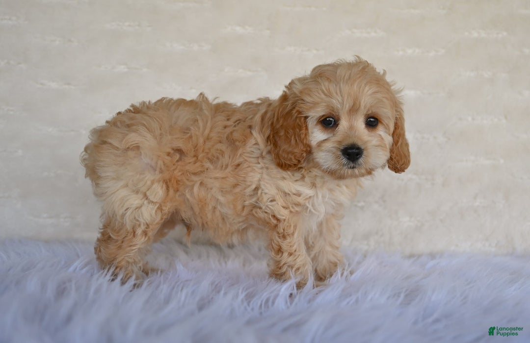Cockapoo dogs for sale: Cockapoo 5 puppies - Image 9