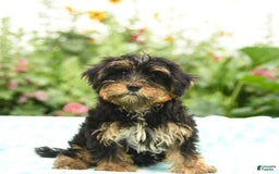 Morkie dogs for sale: Boots - Image 3