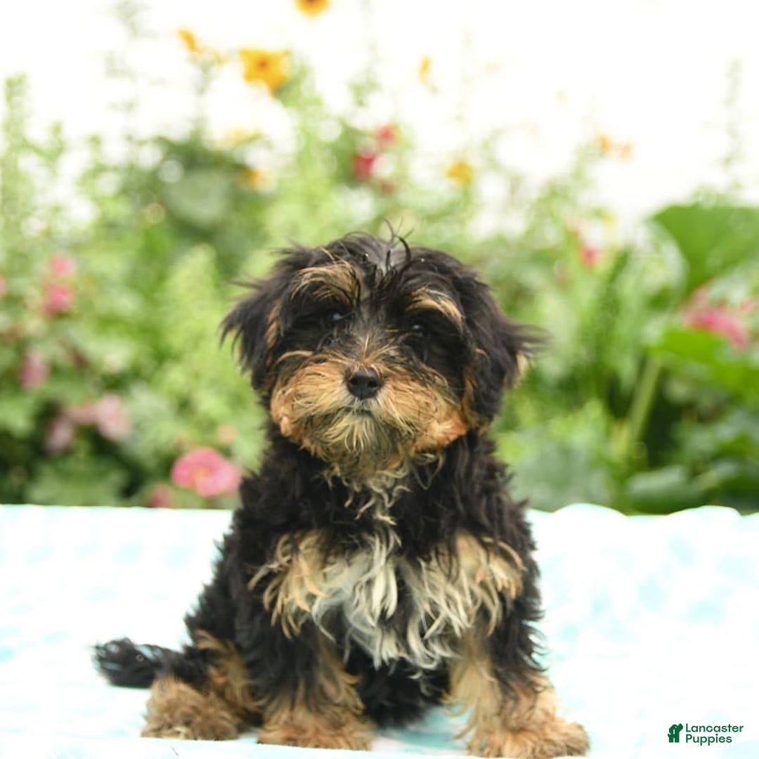 Morkie dogs for sale: Boots - Image 3
