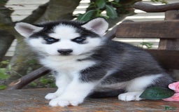 Siberian Husky dogs for sale: Capri - Image 2