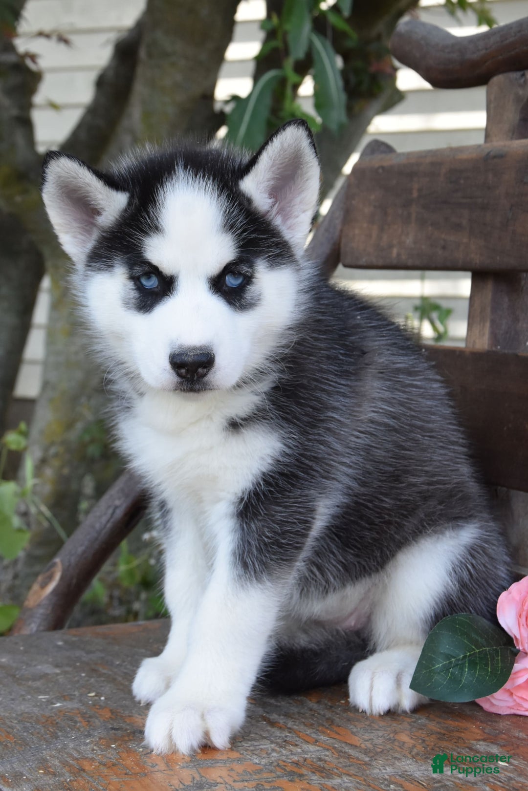 Siberian Husky dogs for sale: Capri - Image 2