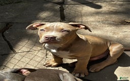 American Bully dogs for sale: Raine - Image 7
