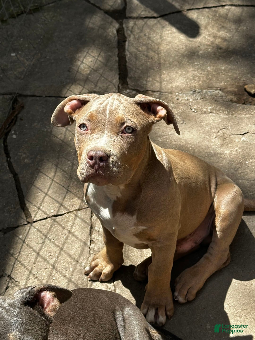 American Bully dogs for sale: Raine - Image 7