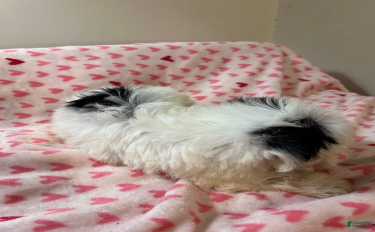 Yorkiepoo dogs - Advert 18