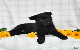 German Shepherd dogs for sale: Jubilee - Image 3