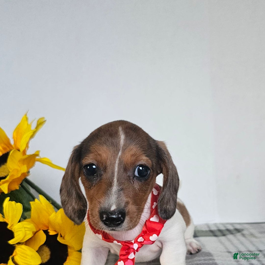 Dachshund dogs for sale: Slinky - Image 12
