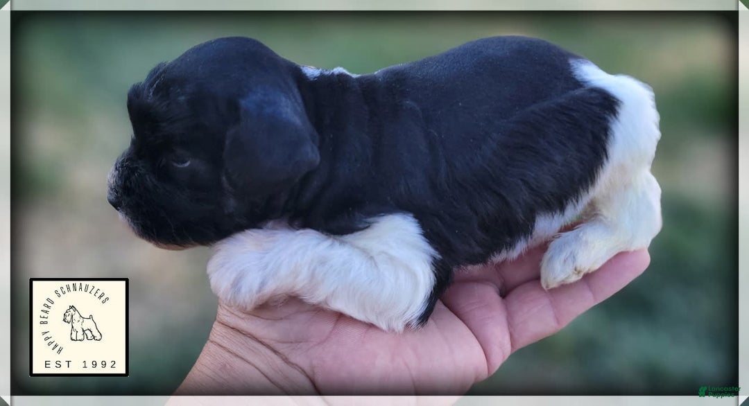 Miniature Schnauzer dogs for sale: Maggie Moo The AKC Parti Pup - Image 4
