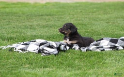 English Shepherd dogs for sale: Mocha - Image 5