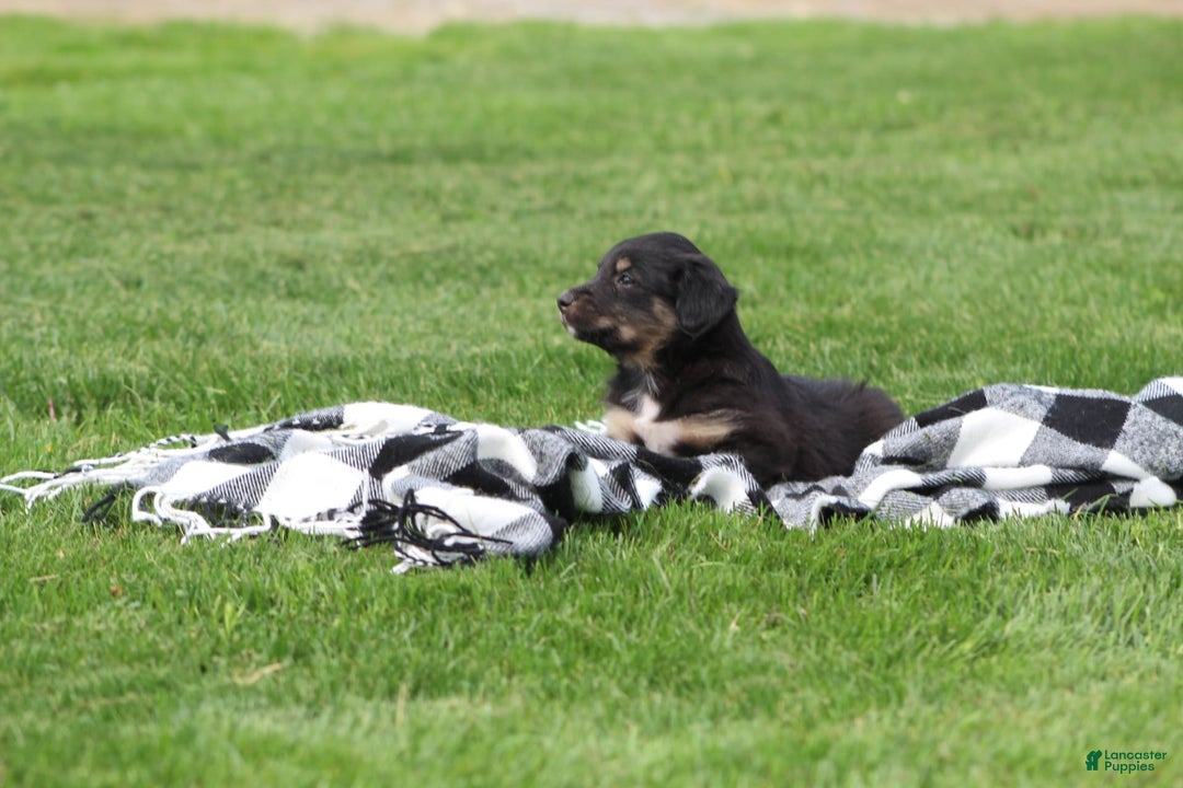 English Shepherd dogs for sale: Mocha - Image 5