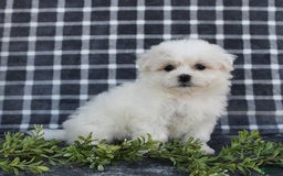 Havanese dogs for sale: Carmen - Image 2