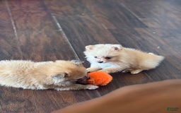 Pomeranian dogs for sale: Sussie - Image 5